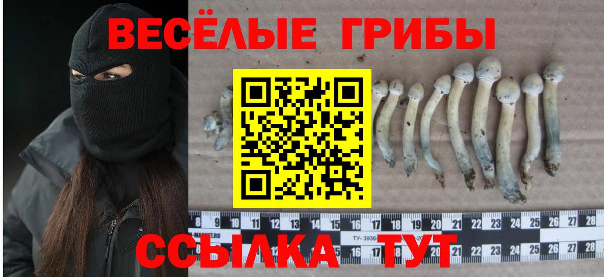 Псилоцибиновые грибы мухоморы  Псилоцибиновые грибы GOLDEN TEACHER  Канаш  Вход с VPN 